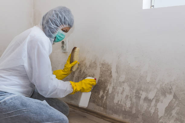 Best HVAC Mold Remediation in Ortonville, MN