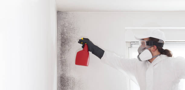 Best Commercial Mold Remediation in Ortonville, MN