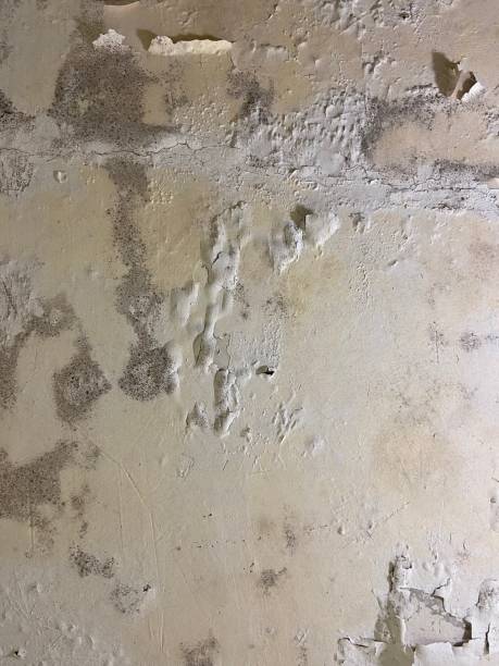 Best Post-Flood Mold Remediation in Ortonville, MN